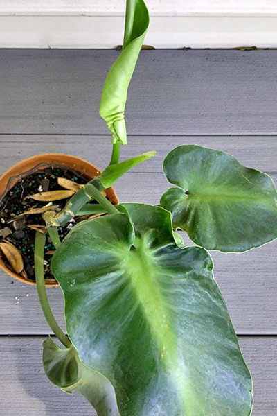 Philodendron Minima 4”