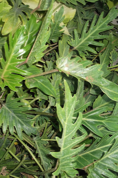 Philodendron Xanadu 6”