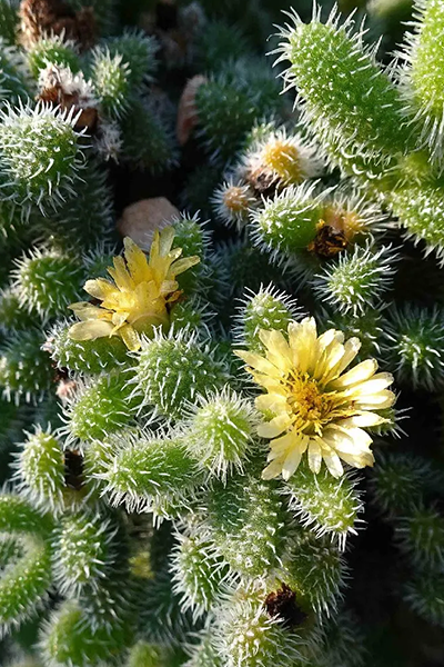 Pickle Plant Succulent 3”