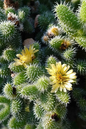 Pickle Plant Succulent 3”