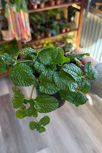 Pilea Assorted 2”
