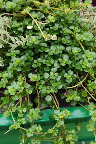 Pilea Baby Tears 2”