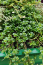 Pilea Baby Tears 2”