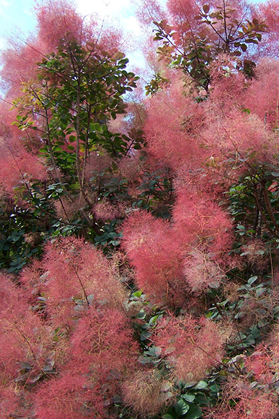 Pink Champagne Smokebush 2G
