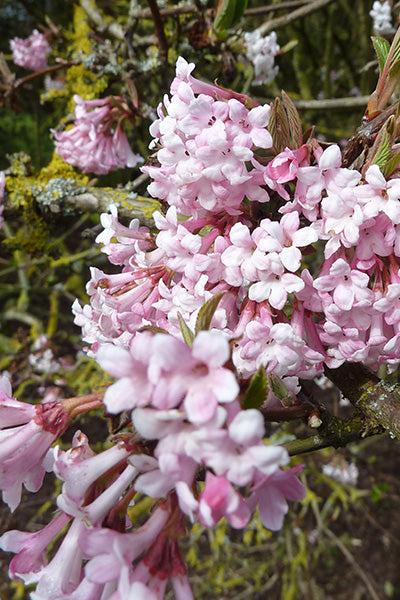 Pink Dawn Viburnum 5G