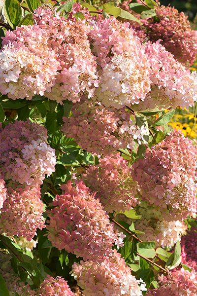 Pink Diamond Hydrangea 3G