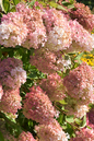 Pink Diamond Hydrangea 3G