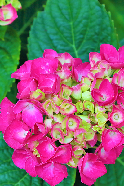 Pink Elf Hydrangea 2G