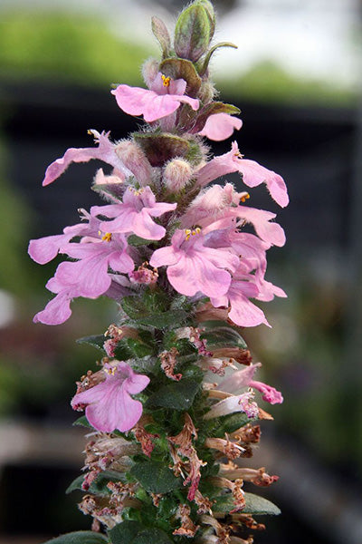 Pink Lightning Ajuga 4”
