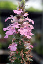 Pink Lightning Ajuga 4”