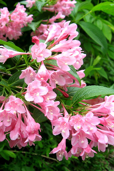 Pink Poppet® Weigela 2G