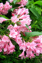 Pink Poppet® Weigela 2G