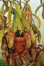 Pitcher Plant 2"