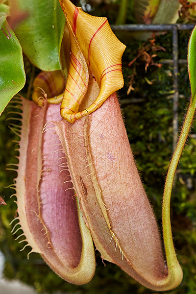 Pitcher Plant 4” HB
