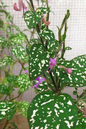 Polka Dot Plant 2”