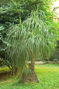 Ponytail Palm 10”
