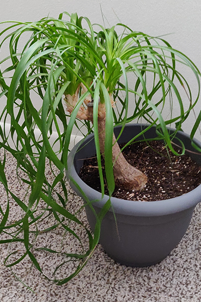 Ponytail Palm 2”