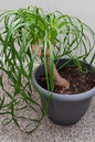 Ponytail Palm 2”