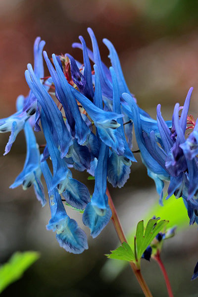 Porcelain Blue Corydalis 1G