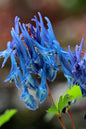 Porcelain Blue Corydalis 1G