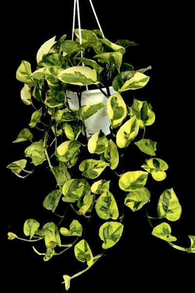Pothos Hawaiian 6” HB