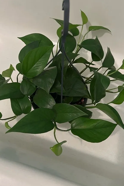 Pothos Jade 6”