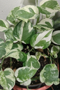 Pothos Jade 8” HB