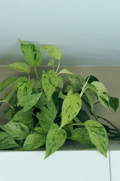 Pothos Marble Queen 10” HB