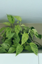 Pothos Marble Queen 10” HB