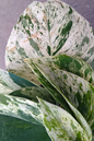 Pothos Marble Queen 2”