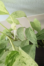 Pothos Marble Queen 8” HB
