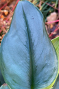Pothos Moonlight 4”