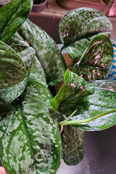 Pothos Mount Salak 6”