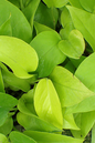 Pothos Neon 6” HB