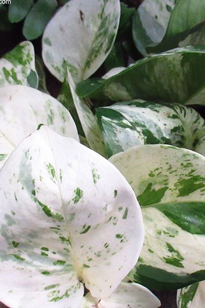 Pothos Snow Queen 4”