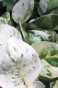 Pothos Snow Queen 4”
