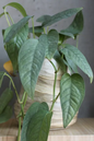 Pothos Cebu Blue 6” HB