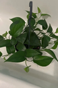 Pothos Jade 4"