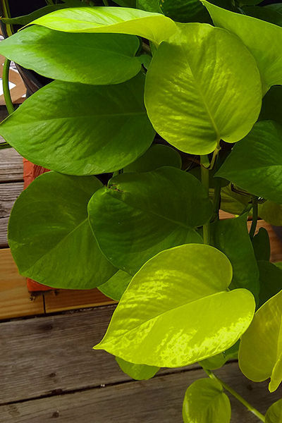 Pothos Neon 4"
