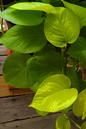 Pothos Neon 4"