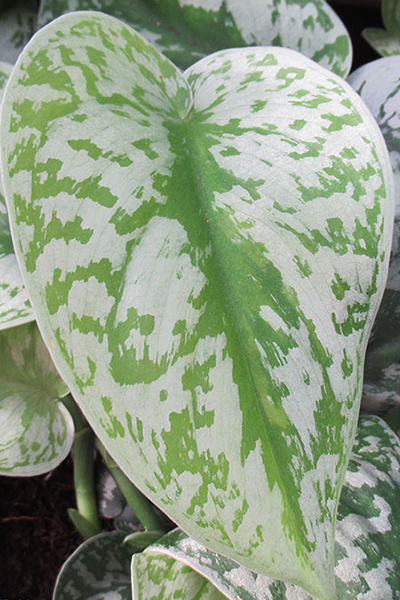 Pothos Silvery Ann 4"