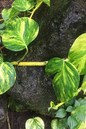 Pothos Yellow Flame 6”