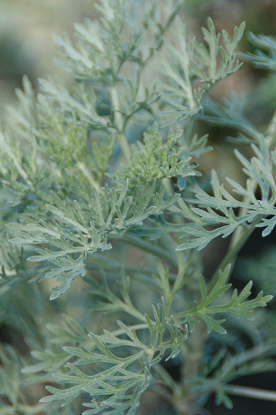 Powis Castle Artemisia 1G