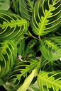 Prayer Plant Lemon Lime 4”