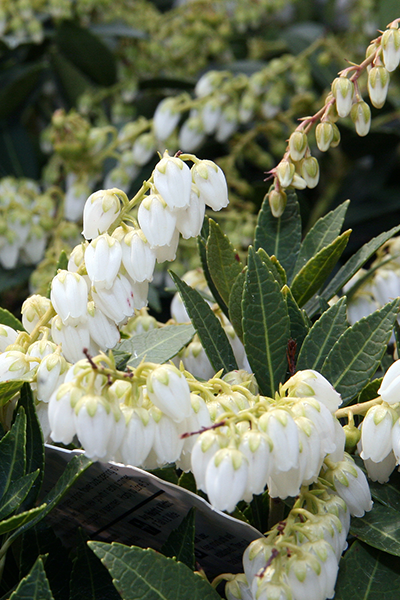 Prelude Pieris 2G