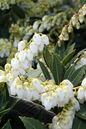 Prelude Pieris 2G