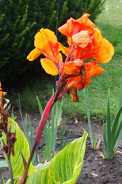 Pretoria Canna Lily 2G
