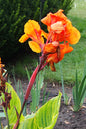 Pretoria Canna Lily 2G