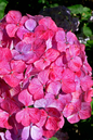 Preziosa Hydrangea 5G