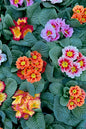Primrose 4”